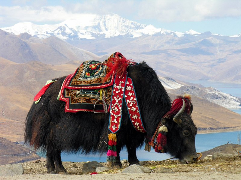 Тибетский бык (52 фото)
