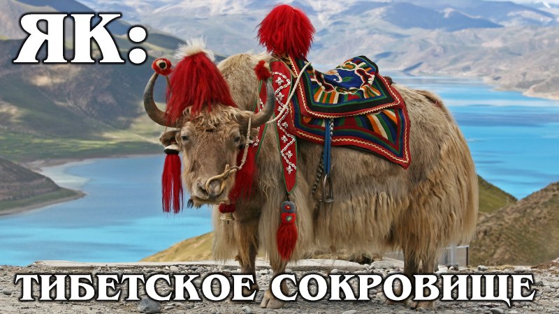 Вьючное Тибет