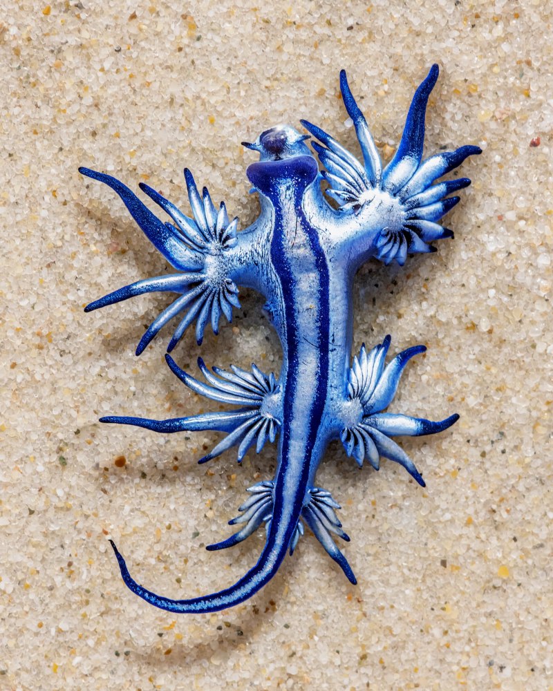 Glaucus Atlanticus дракон