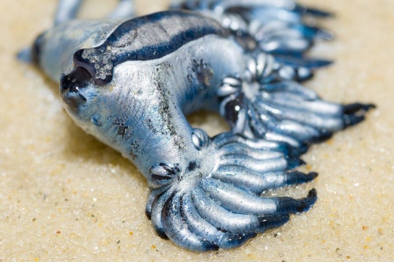Glaucus Atlanticus голубой дракон