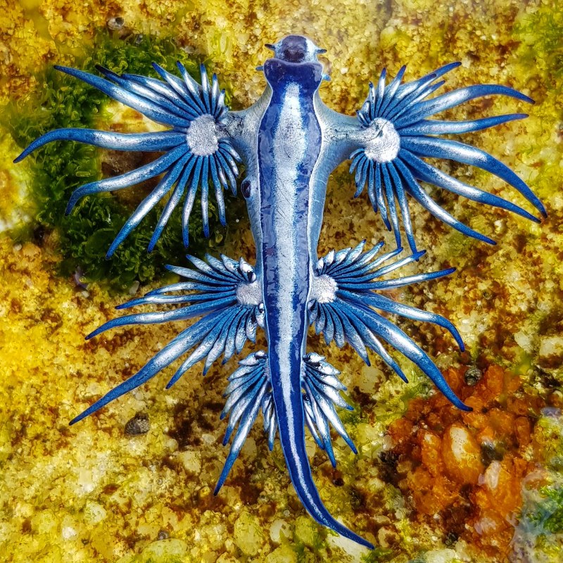 Голубой ангел (Glaucus Atlanticus)