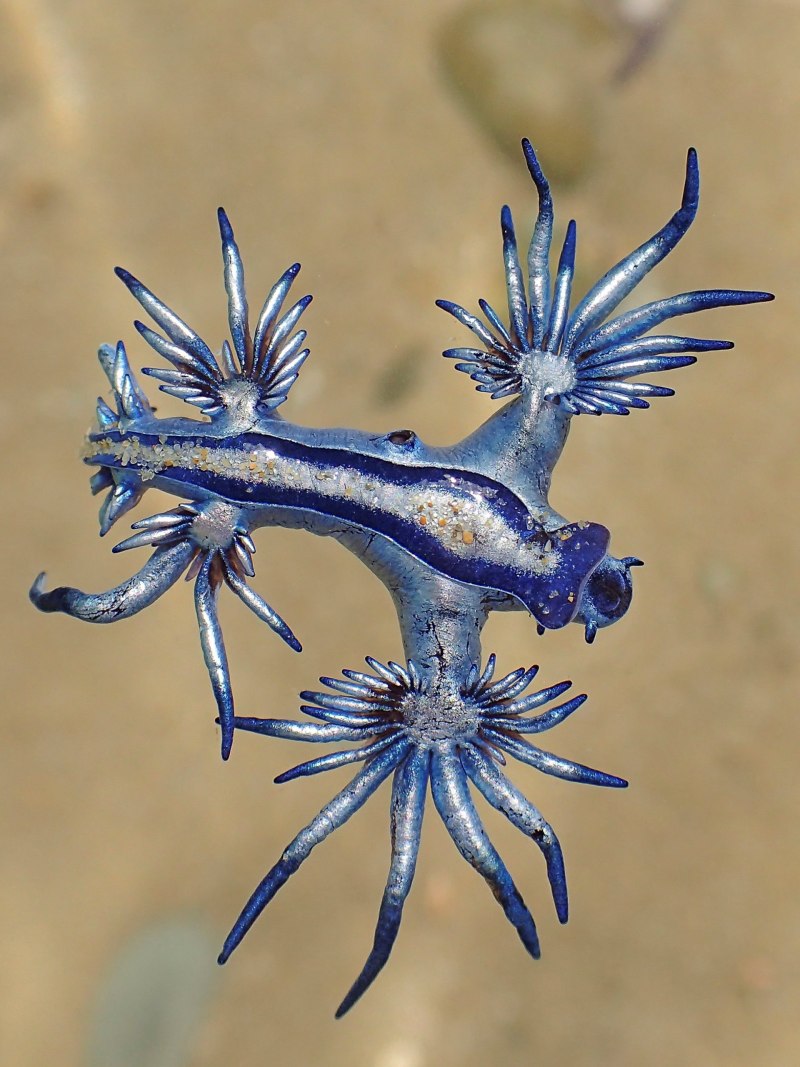 Голубой ангел (Glaucus Atlanticus)