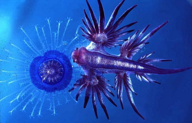 Glaucus Atlanticus синий дракон