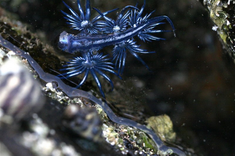 Glaucus Atlanticus голубой дракон