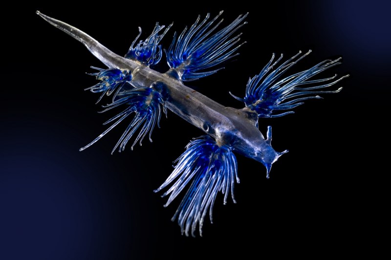 Glaucus Atlanticus голубой дракон