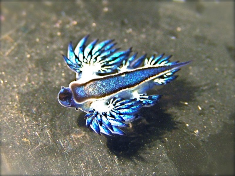 Glaucus Atlanticus синий дракон