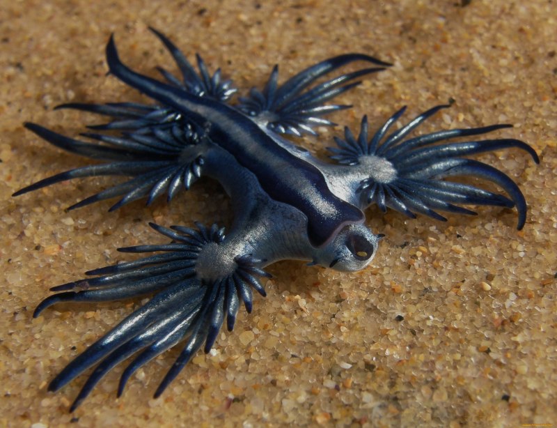 Голубой ангел (Glaucus Atlanticus)