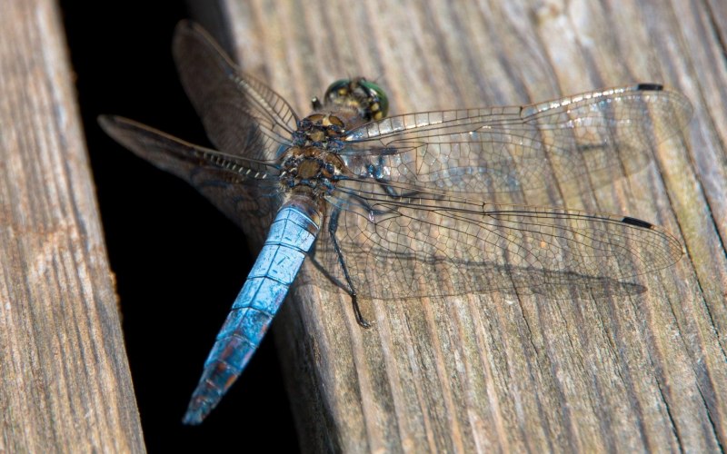 Красотка блестящая (Calopteryx splendens)