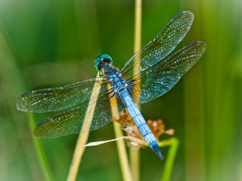 Стрекоза Dragonfly