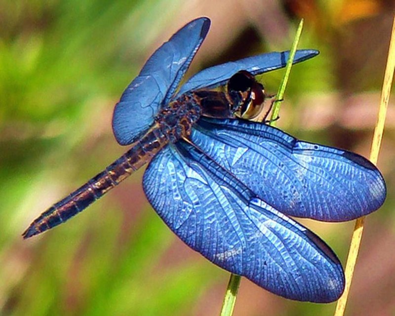 Libelle Стрекоза