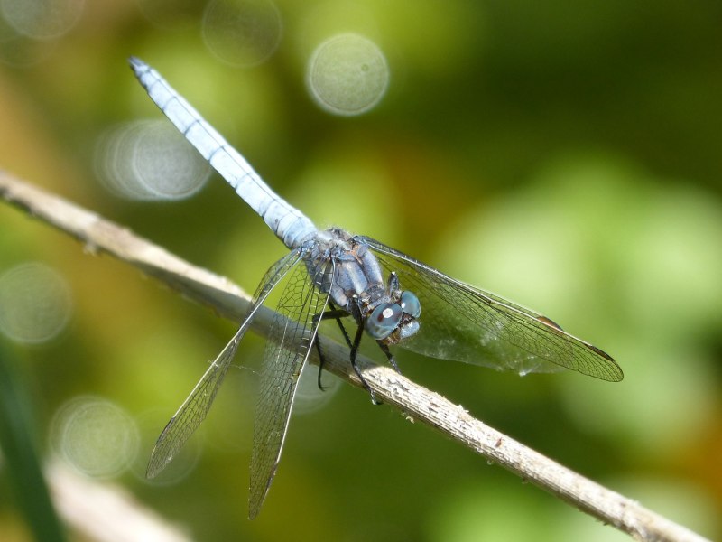 Стрекоза синяя Orthetrum coerulescens