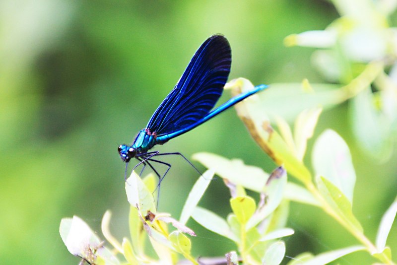 Coenagrion Puella) Стрекоза