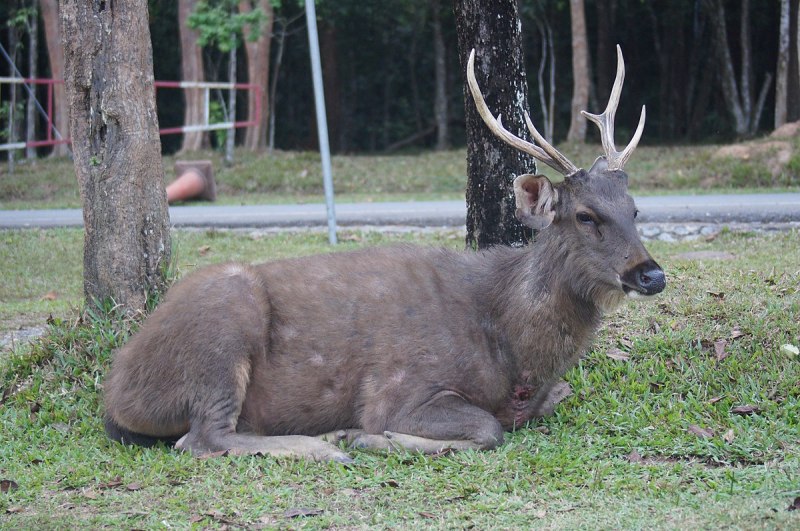 Филиппинский пятнистый олень (Cervus alfredi)