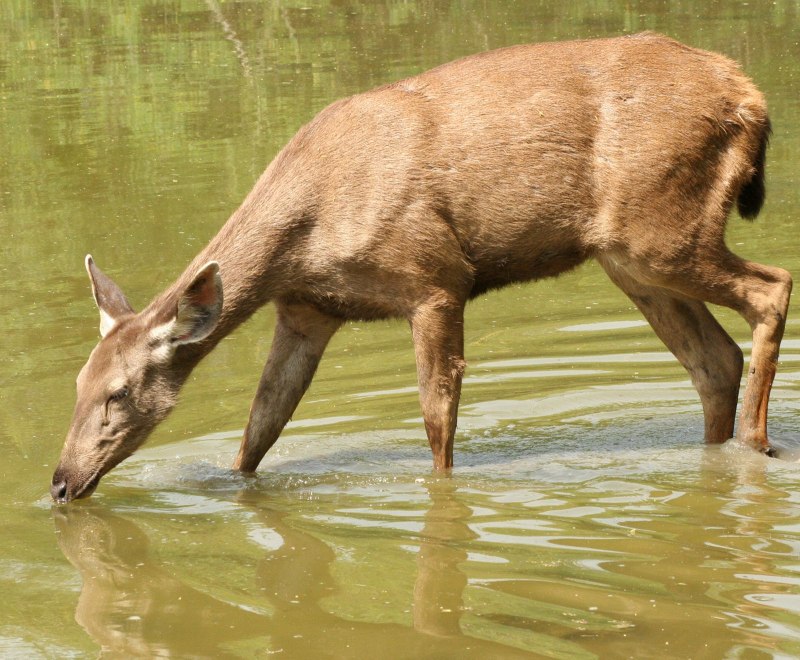 Sambar Deer