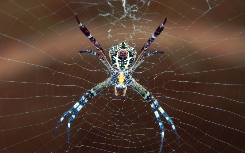 Phidippus Audax (паук-скакун)