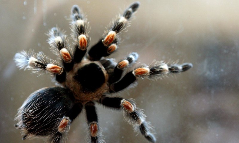 Argiope bruennichi паук