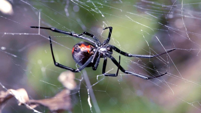 Паук Chromatopelma cyaneopubescens