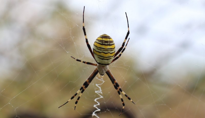 Salticidae пауки-скакуны