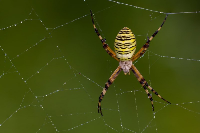 Аргиопа дольчатая (Argiope lobata)