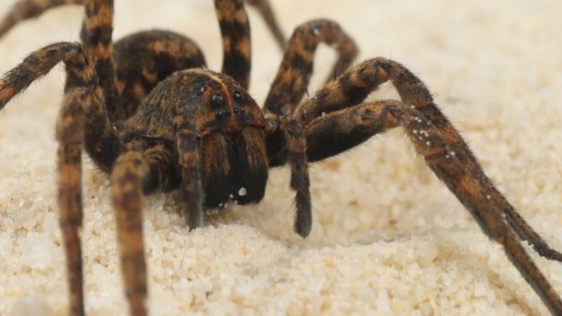 Araneus diadematus паук крестовик