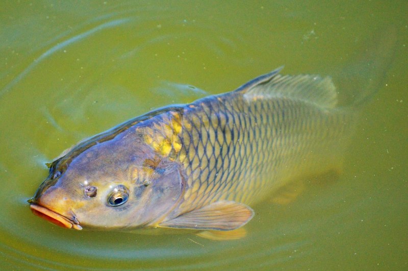 Карп обыкновенный – Cyprinus Carpio