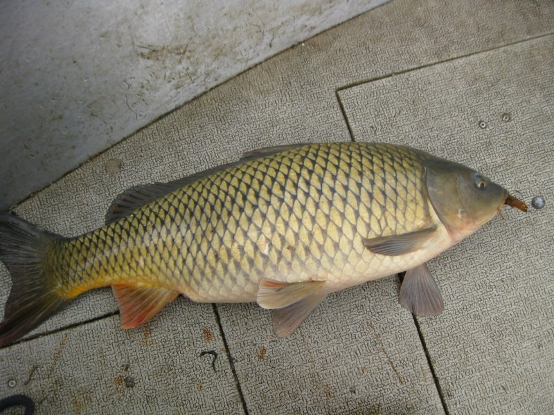 Карп (Cyprinus Carpio)
