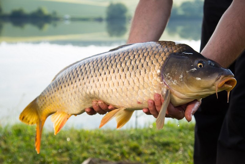 Сазан (Cyprinus Carpio)