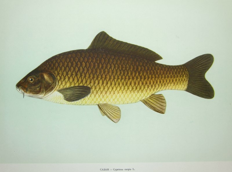 Карп (Cyprinus Carpio)