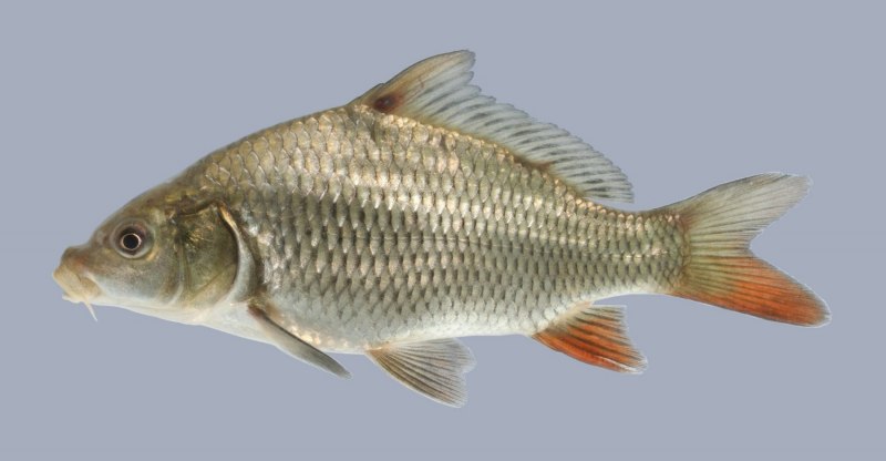 Сазан (Cyprinus Carpio)