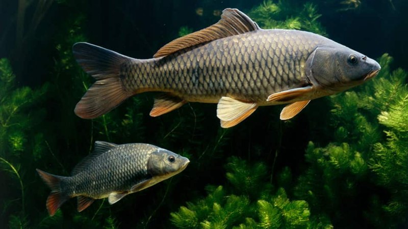 Карп (Cyprinus Carpio)