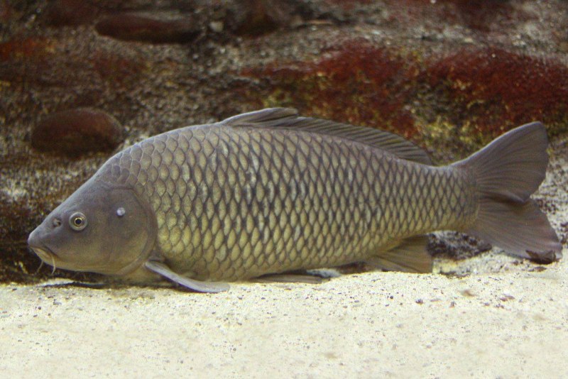 Сазан (Cyprinus Carpio)