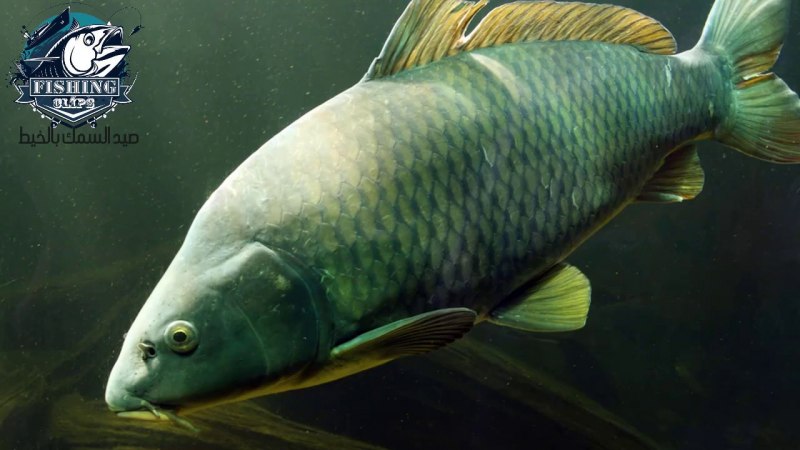 Сазан (Cyprinus Carpio)