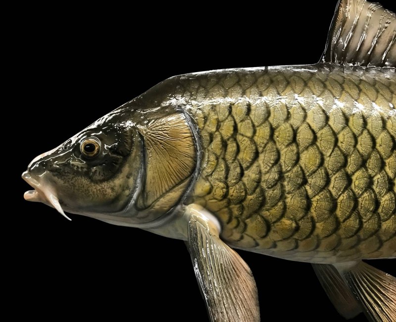 Карп (Cyprinus Carpio)