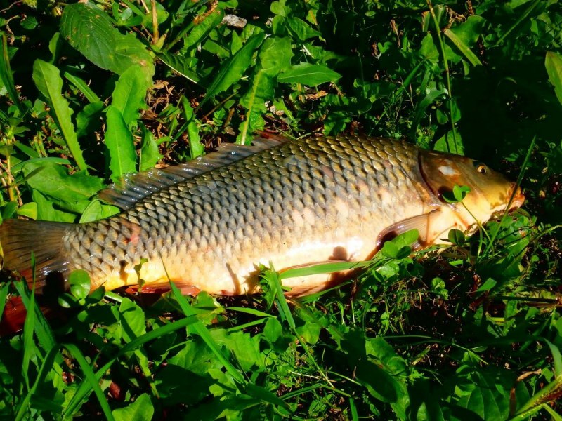 Карп (Cyprinus Carpio)
