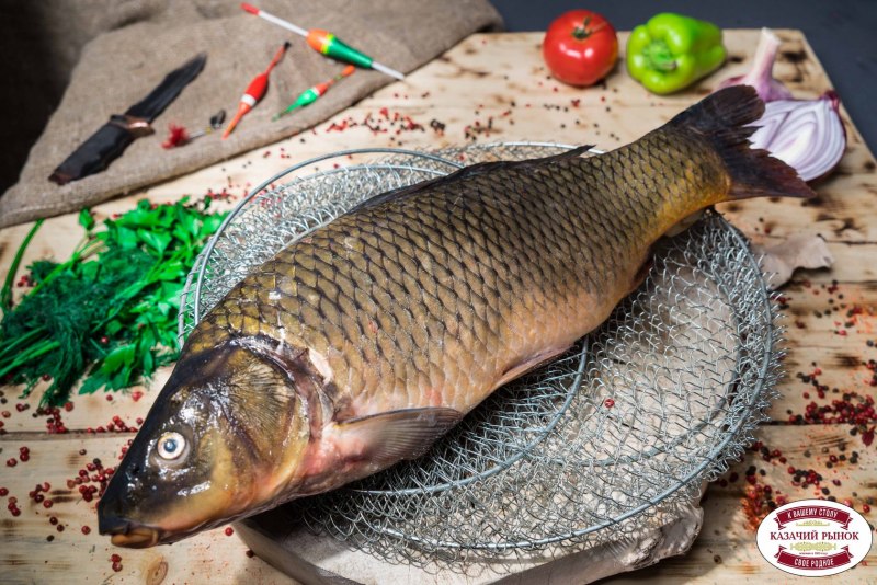 Сазан (Cyprinus Carpio)