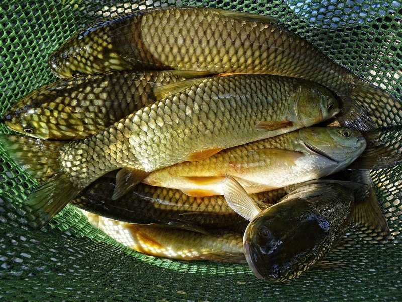 Cyprinus Carpio