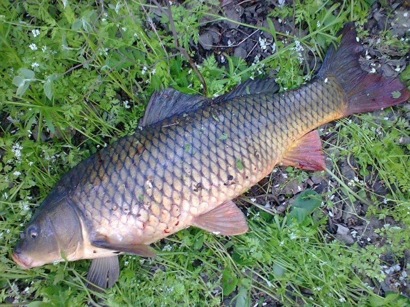 Сазан (Cyprinus Carpio)