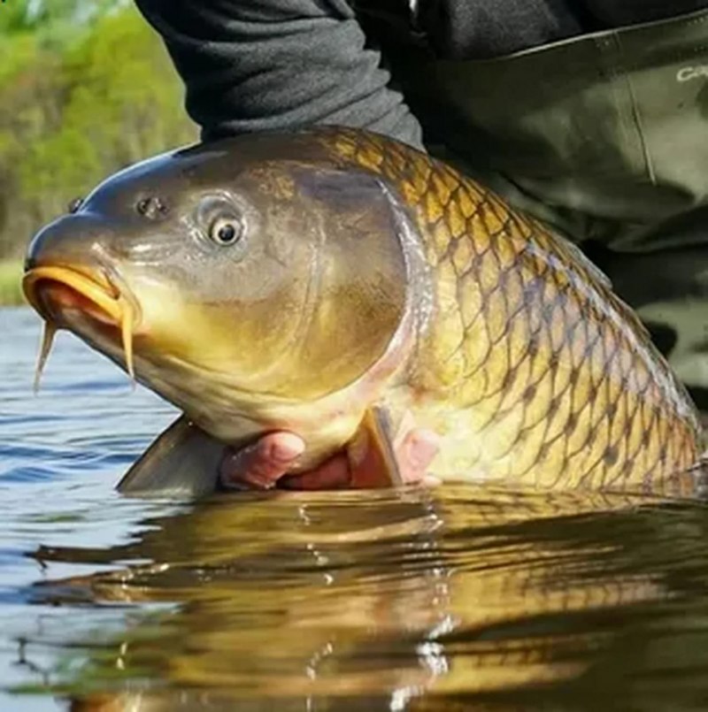 Сазан (Cyprinus Carpio)