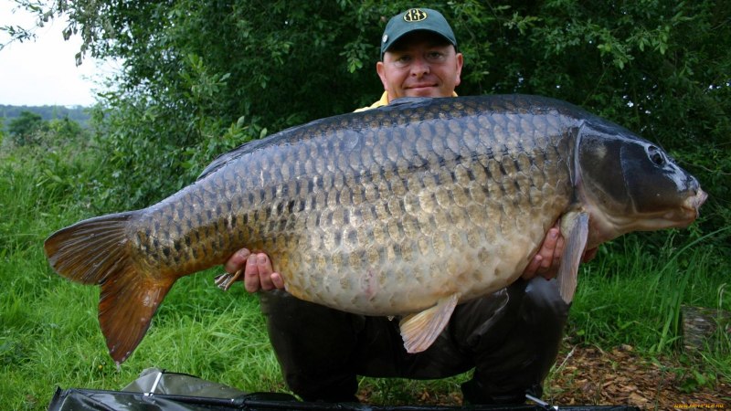 Сазан (Cyprinus Carpio)