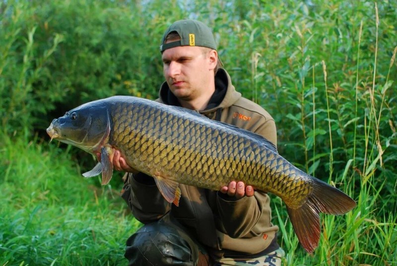 Карп обыкновенный – Cyprinus Carpio