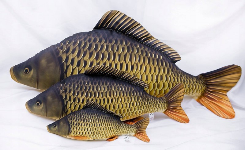 Карп (Cyprinus Carpio)