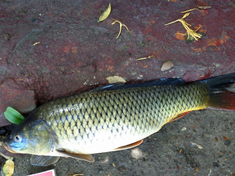 Карп (Cyprinus Carpio)