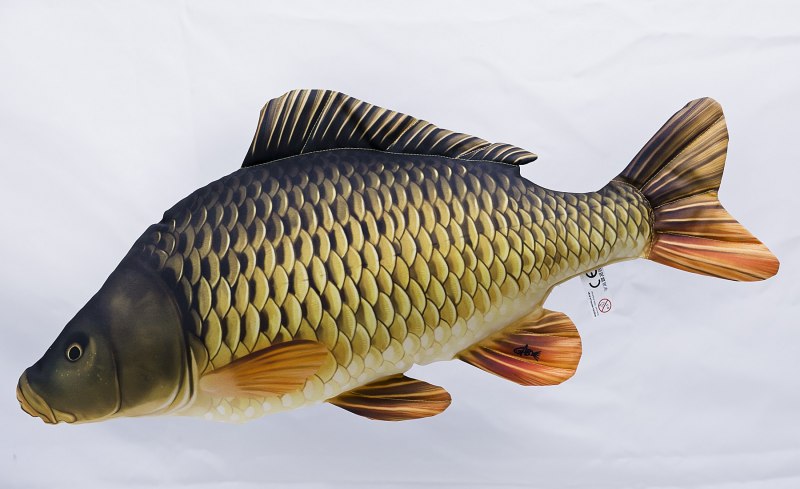 Сазан (= Карп обыкновенный) – Cyprinus Carpio