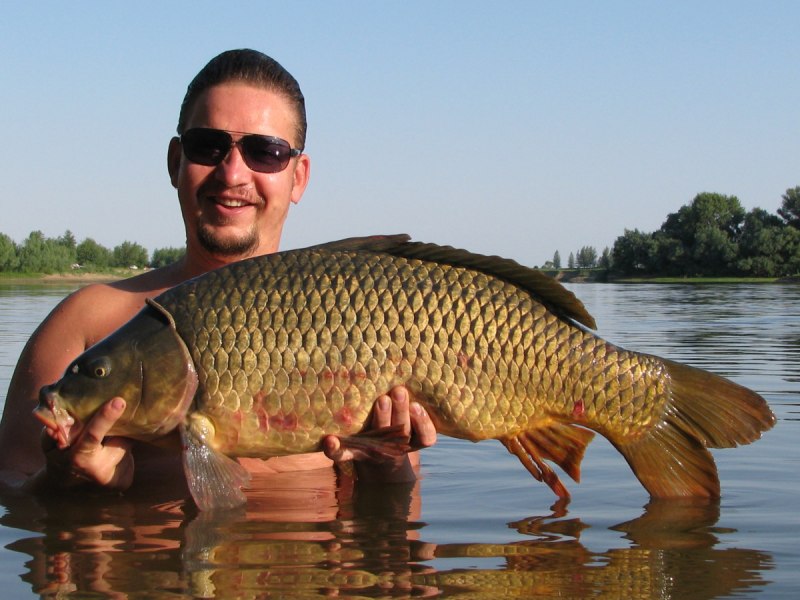 Сазан (= Карп обыкновенный) – Cyprinus Carpio