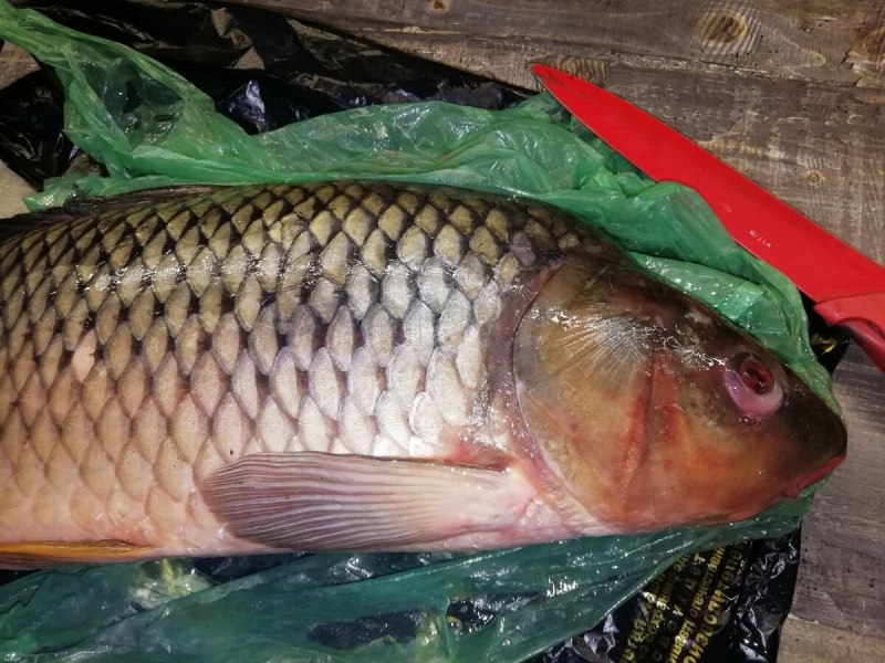 Сазан (= Карп обыкновенный) – Cyprinus Carpio