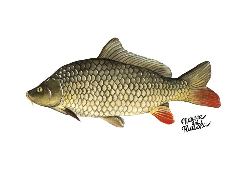 Сазан (Cyprinus Carpio)