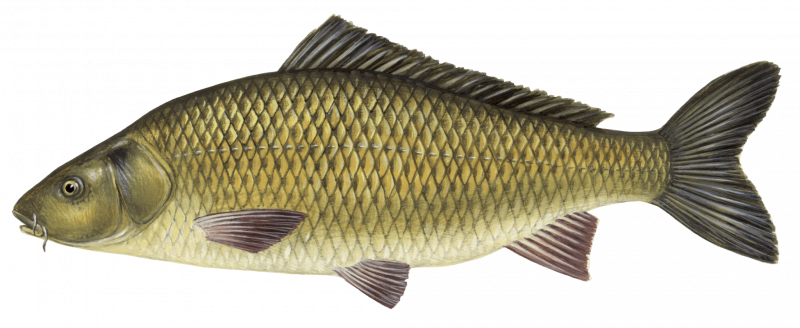Карп обыкновенный – Cyprinus Carpio