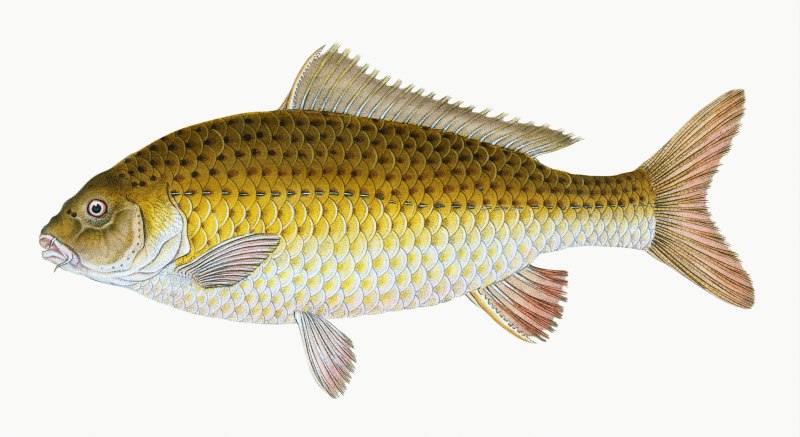 Карп обыкновенный – Cyprinus Carpio