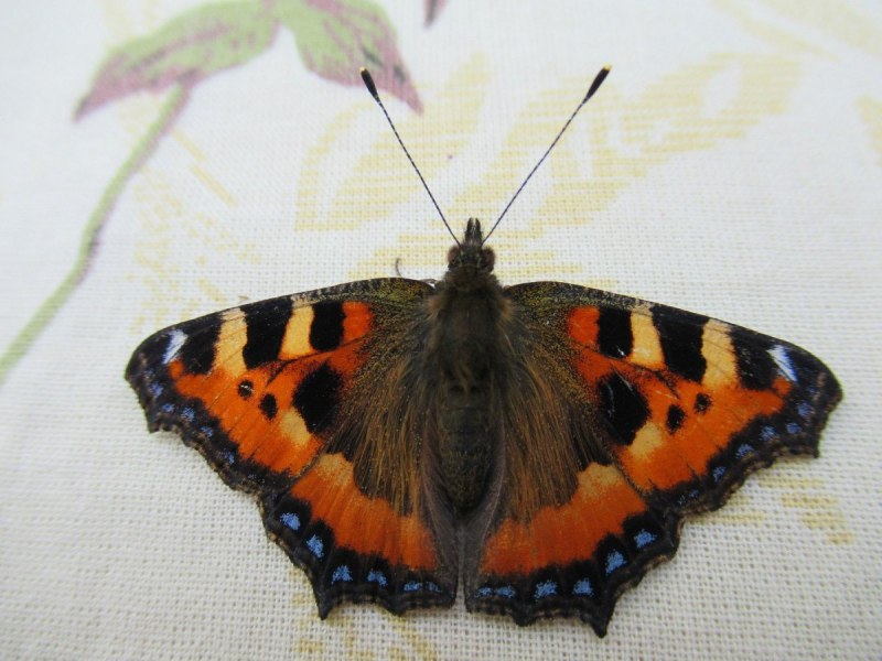 Пестрянка таволговая Zygaena filipendulae