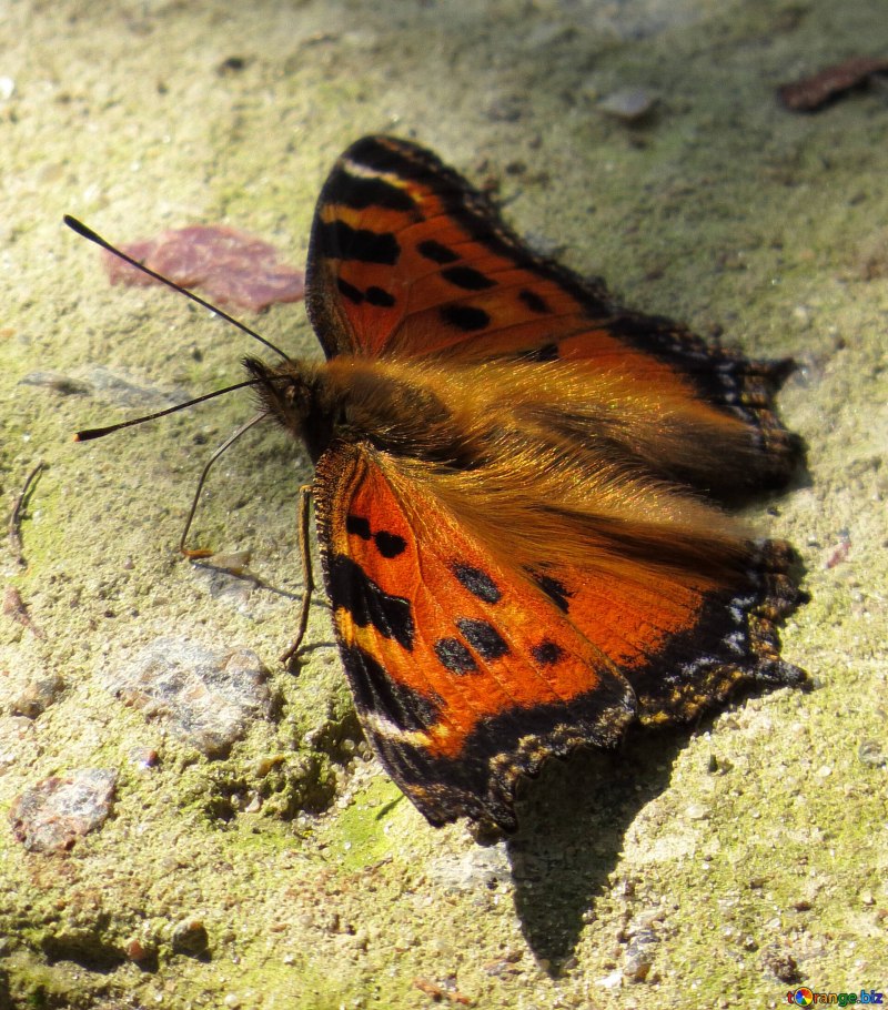 Syntomeida epilais